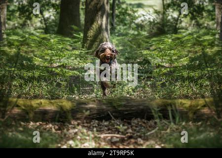 Cane Brown Sprockapoo - Springer Cocker Poodle Cross - che corre nella foresta per saltare un albero caduto Foto Stock