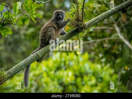 Lemur di bambù grigio (Hapalemur griseus) nelle foreste pluviali di Andasibe nel Madagascar orientale Foto Stock