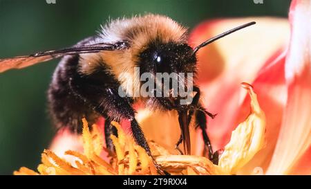 Primo piano estremo di un maschio Common Eastern Bumble Bee Bombus impatiens che pulisce e pulisce la lingua proboscica e impollina un fiore di dahlia. Foto Stock