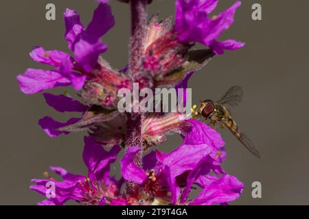 Hoverfly (syrphus ribesii) nctaring on Purple Loosestrife, Regno Unito Foto Stock