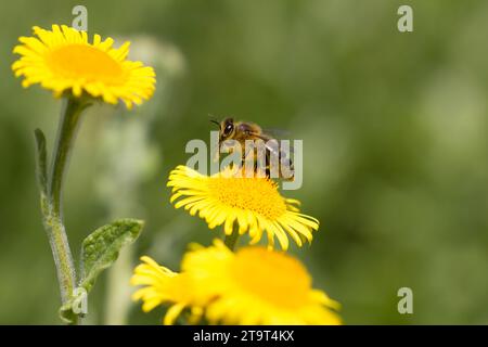 Western Honey Bee su comuni Fleabane, UK. Settembre Foto Stock