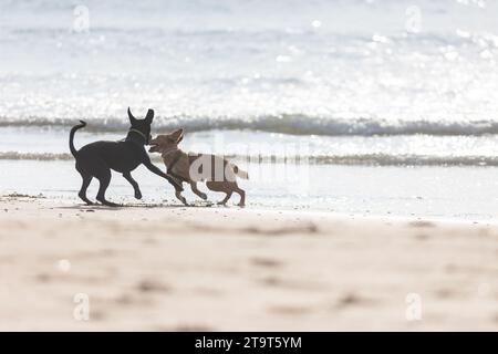 Due cani giocosi che si divertono una giornata di divertimento al sole in spiaggia Foto Stock