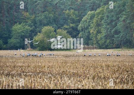 Gru in un luogo di riposo su un campo di mais raccolto di fronte a una foresta. Alimentazione di uccelli migratori. Animali selvatici sul Darss nella natura. Foto animali Foto Stock