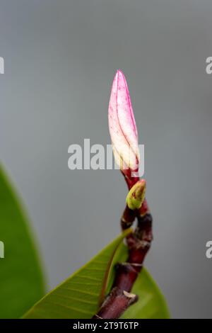 Bocciolo di Magnolia pronto per sbocciare. Sfondo sfocato. In primavera. Foto Stock