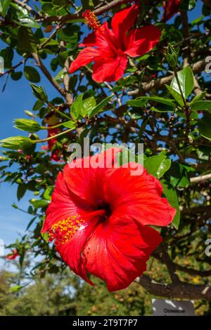 hibiscus rosasinensis, Killesberghöhe, Stoccarda, Germania Foto Stock