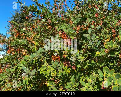 Berberis vulgaris con un bel fogliame verde e frutti ovali rossi brillanti, arbusti sempreverdi e piante ornamentali, messa a fuoco selettiva Foto Stock