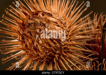 Foto macro STILL-Life con stampa/poster di legno burdock, Arctium Nemorosum, testa di semina con spazio negativo Foto Stock