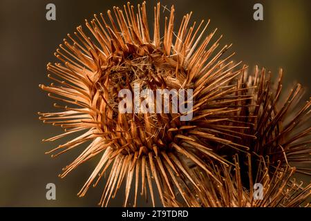 Foto macro STILL-Life con stampa/poster di legno burdock, Arctium Nemorosum, testa di semina con spazio negativo Foto Stock