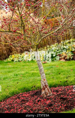 Ritratto naturale ravvicinato della pianta di Crataegus persimilis "Prunifolia", spina di cockspur a foglie larghe "Prunifolia", a metà inverno con la caduta delle bacche Foto Stock