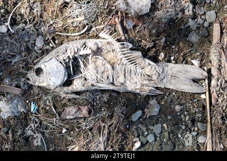 Lo scheletro di un piccolo pesce morto che si deforma su una costa inquinata di un lago in Toscana, Italia. Foto Stock