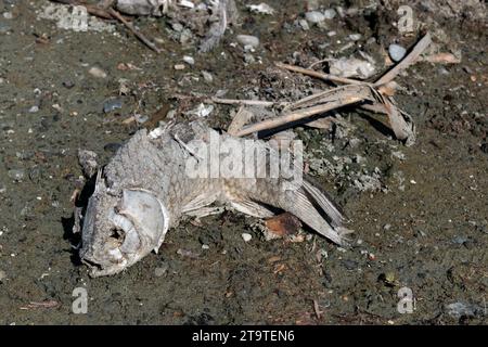 Lo scheletro di un piccolo pesce morto che si deforma su una costa inquinata di un lago in Toscana, Italia. Foto Stock