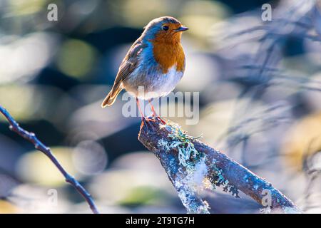 Robin Redbreast seduto su un ramo Foto Stock