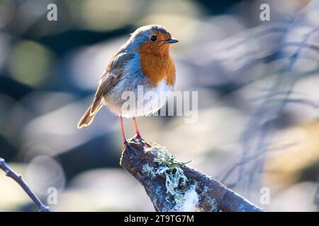 Robin Redbreast seduto su un ramo Foto Stock