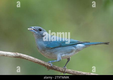 Palm Tanager (Thraupis palmarum), Parco Nazionale Serra da Canastra, Minas Gerais, Brasile Foto Stock