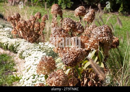 Ortensia da fiore essiccato, flora botanica autunnale natura. Hobby giardino all'aperto. Generazione IA. Foto Stock