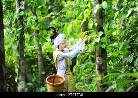 Sylhet, Bangladesh. 23 novembre 2023. Le tribù Khasi adornano con il loro abbigliamento tradizionale in occasione della celebrazione del Khasi Seng Kut Snem 2023 organizzato dal Consiglio sociale Khasi. Khasi Seng Kutsnem, un tradizionale festival di fine anno della comunità Khasi della grande Divisione Sylhet, si è tenuto nel campo Magurchhara Khasia Punji a Kamalganj. Il 23 novembre 2023 Sylhet, Bangladesh (foto di Rafayat Haque Khan/ Eyepix Group/Sipa USA) credito: SIPA USA/Alamy Live News Foto Stock