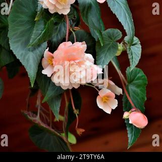 Begonia di radice anfilosa con fiori doppi color crema e rosa tenue da vicino. Una delicata pianta ornamentale di begonia fiorita di Bellеconia Chardonna Foto Stock