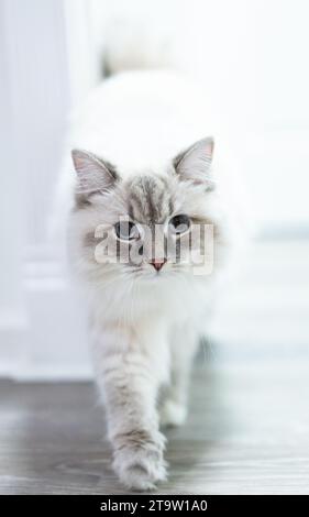 Splendido gatto bianco soffice con occhi blu Foto Stock