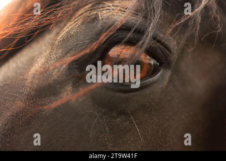 Primo piano di un occhio di pony caduto Foto Stock