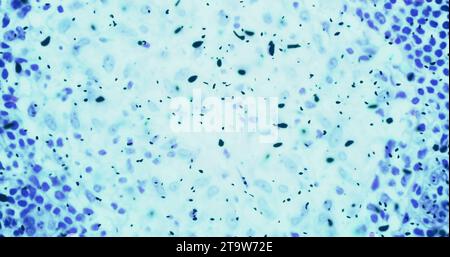 batteri o germi cellule microrganismi sotto microscopio nel colore liquido blu chimico, rallentando il movimento Foto Stock