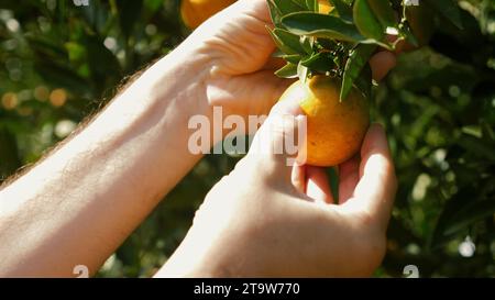 Primo piano dell'arancio o del mandarino in un giardino di frutta nelle giornate di sole Foto Stock