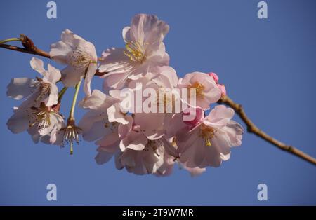 ramoscello con molti fiori di ciliegio rosa freschi in primavera, albero di prunus subhirtella Foto Stock