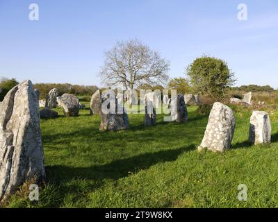 File di pietre in piedi, alignement Kerzerho a Erdeven, Morbihan. Regione megalitica di Carnac Foto Stock