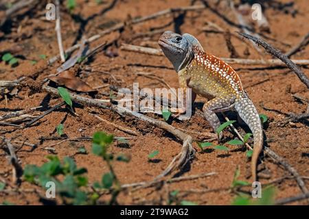 Lucertola a tre occhi (Chalarodon madagascariensis), lucertola di sabbia iguana terrestre, Highlands centrali, Madagascar, Africa Foto Stock