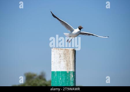 Il gabbiano dalla testa nera decolla Foto Stock