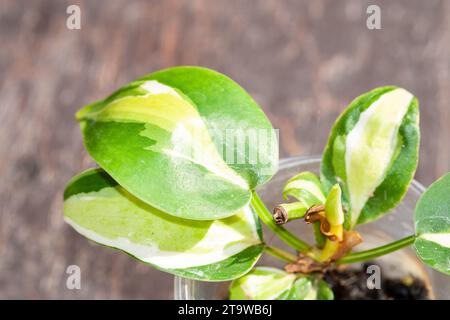 Filodendron Brasil tricolor, Gabby, taglio con superficie di taglio Cream Splash propagato nel terreno Foto Stock