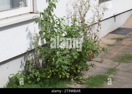 Schwarzer Nachtschatten, Schwarz-Nachtschatten, Solanum nigrum, Black Nightshade, Common Nightshade, nightshade nero europeo, blackberry nightshade, Foto Stock