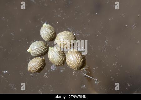 Seerose, Samen schwimmen auf der Wasseroberfläche, Weiße Seerose, Nymphaea alba, Giglio d’acqua bianca, ninfea bianca europea, White Lotus, Nenuphar, EU Foto Stock