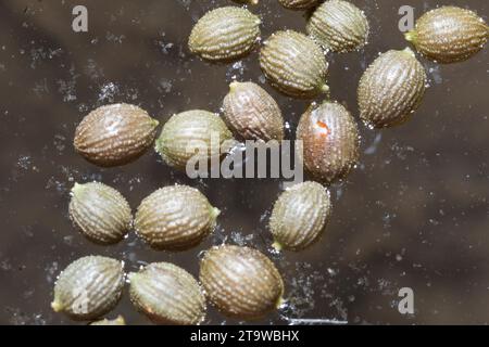 Seerose, Samen schwimmen auf der Wasseroberfläche, Weiße Seerose, Nymphaea alba, Giglio d’acqua bianca, ninfea bianca europea, White Lotus, Nenuphar, EU Foto Stock