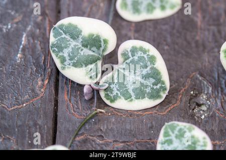 Corde di cuori, foglie di vite Ceropegia Woodii variegata Foto Stock