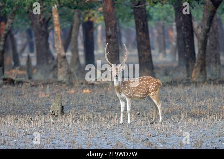 Il cervo maculato o critale è la specie di cervo più comune nelle foreste indiane. Questa foto è stata scattata dal parco nazionale di sundarbans. Foto Stock