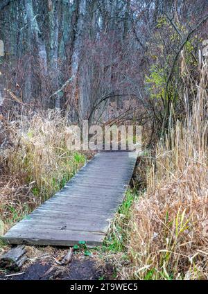 Passerella lungo un sentiero escursionistico in autunno Foto Stock