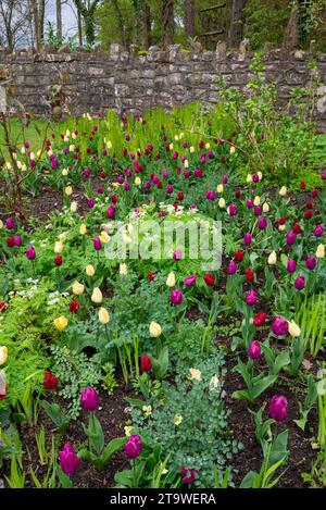 Tulipani in giallo, rosso e viola fioritura tra la nuova crescita di erbacee perenni. Foto Stock