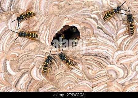 primo piano dell'ingresso di un nido di vespola vulgaris, consistenza di un nido di vespola di carta con vespe sul foro di ingresso e all'interno Foto Stock