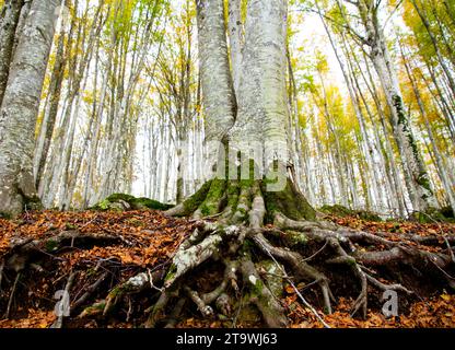 Primo piano delle radici di un faggio visto dal basso, nei colori autunnali della foresta, Monte Amiata, Toscana, Italia Foto Stock