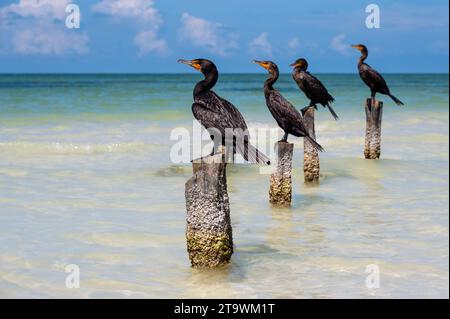 I cormorani siedono su pali di legno nell'isola di Holbox in Messico Foto Stock