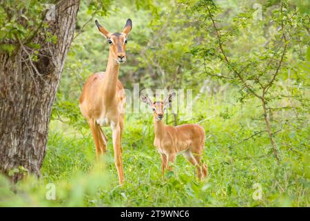 Impala femminile attenta e giovanile (Aepyceros melampus) nel Parco Nazionale Kruger/Africa Foto Stock