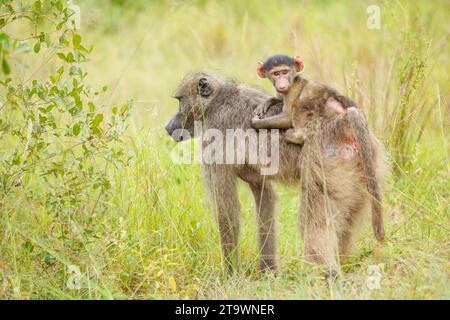 Baboon Chacma (Papio ursinus), madre e giovanile Foto Stock