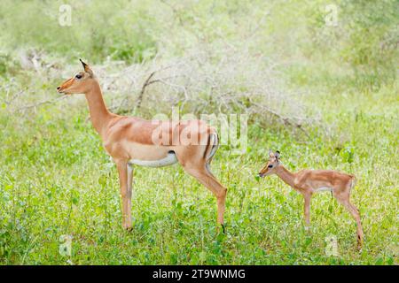 Impala, Aepyceros melampus, madre, femmina, neonato, baby, Parco Nazionale di Kruger, Africa Foto Stock