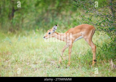 Giovani Impala (Aepyceros melampus) nel Parco Nazionale di Kruger/Africa Foto Stock