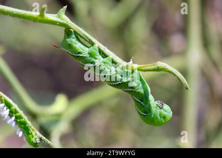 Un grosso bruco di anfore del tabacco, o Manduca sexta, è appeso al ramo di una pianta di pomodoro. Le uova di vespa parassite sono visibili sullo sfondo. Foto Stock