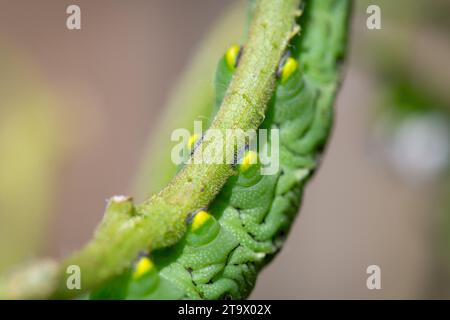 Primo piano di un grande bruco di caramelle da tabacco, o Manduca sexta, appeso al ramo di una pianta di pomodoro. Foto Stock