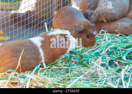 Cavie nel mercato peruviano Foto Stock