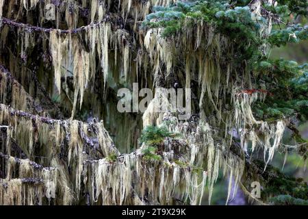 Il muschio è appeso come un iciciclo da un abete lungo il McKenzie Pass in Oregon, Stati Uniti Foto Stock