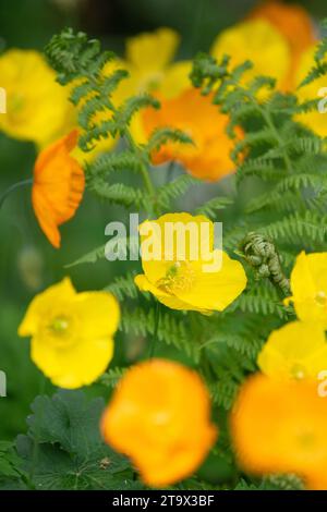 Papaveri gallesi e felci Foto Stock