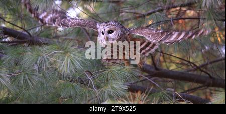 Gufo sbarrato che vola nella foresta su uno sfondo verde, Quebec, Canada Foto Stock